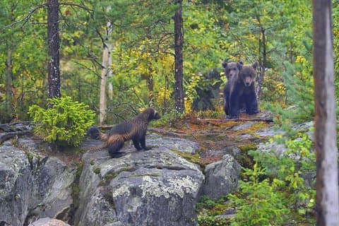 Wolverine Photography in Summer