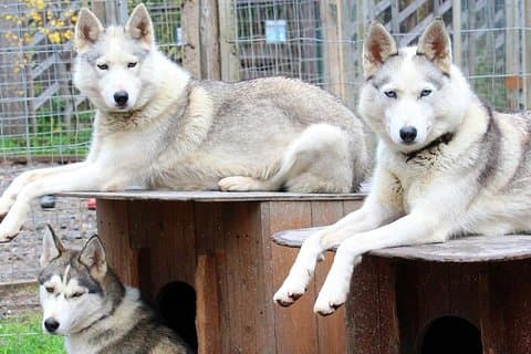 Summer: Visit Reindeer Farm & Husky park