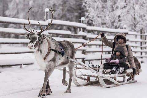 REINDEER FARM VISIT a real authentic experience