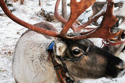 Arctic Reindeer Safari!