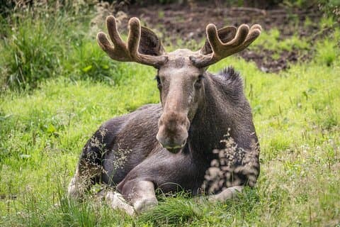 Ranua Wildlife Park in Summer and Autumn from Rovaniemi