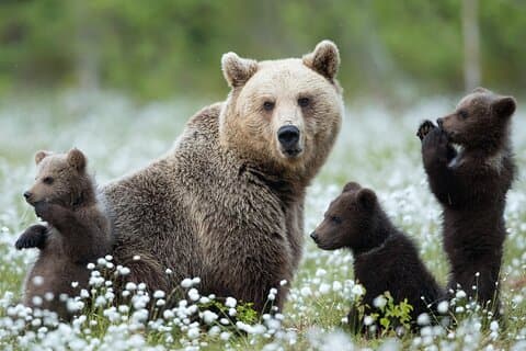 Guaranteed Lapland Bear-Watching Evening Experience