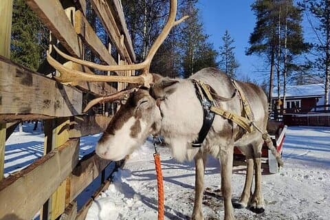 Reindeer Sleigh Ride