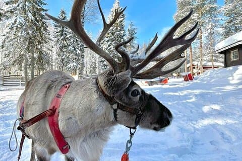 Arctic Reindeer & Farm Visit