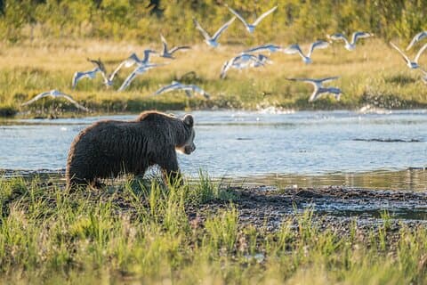 Bear Watching Overnight Trip & Hike in Oulanka from Rovaniemi