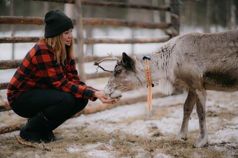 Reindeer Husbandry with Snowmobile Sleigh Ride and Cabin Lunch