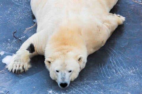 Rovaniemi: Insider Guided Group Tour to Ranua Zoo