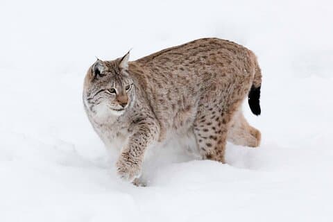 Lynx