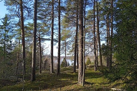 Helsinki: Restorative Forest Experience on Seurasaari Island