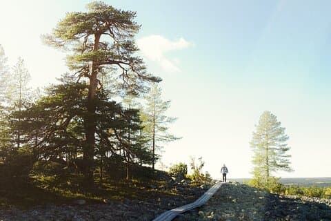 Rovaniemi: Insider Summer Hiking & Caves Tour Kätkävaara