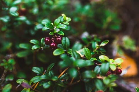 Rovaniemi: Insider Summer Berry and Mushroom picking experience