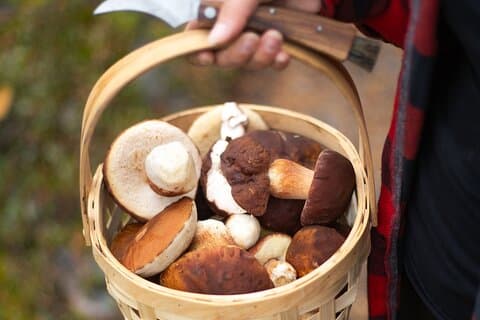 Porcini Mushrooms (Herkkutatti) – Rovaniemi Forest Delicacy in Your Basket