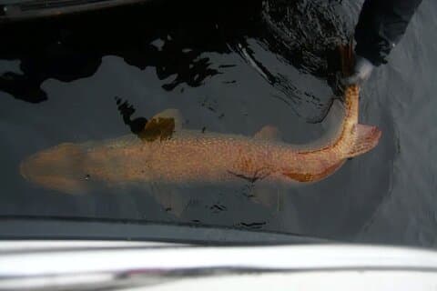 Fishing in Lapland, Rovaniemi, Massive Northern Pike