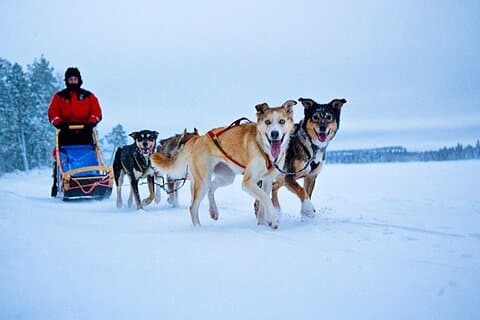 Huskies 5km Self Driven Sled Ride
