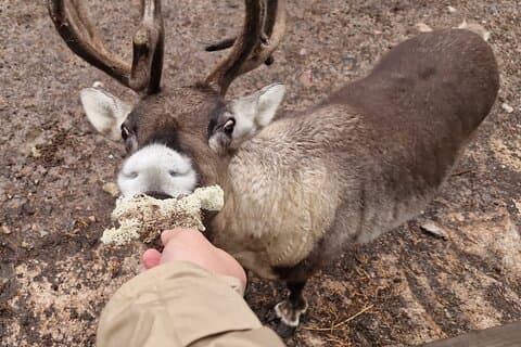 Nuuksio National Park Private Tour with pickup from Helsinki
