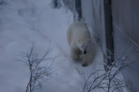 Ranua Arctic Zoo - A Guided Day Tour From Rovaniemi
