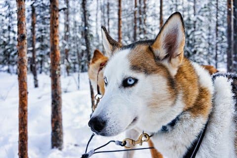 Rovaniemi: Husky Self-Drive (7km) Through Snowy Landscapes