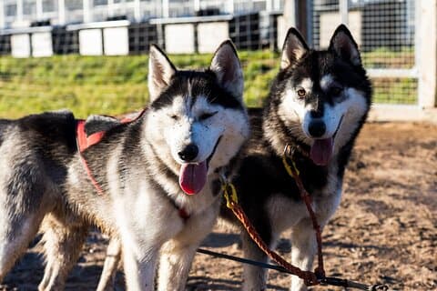 Rovaniemi: Drive Your Own Husky Team (5-8 km) & BBQ
