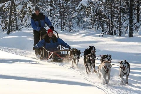 Rovaniemi: Arctic Husky Safari(1-2km)
