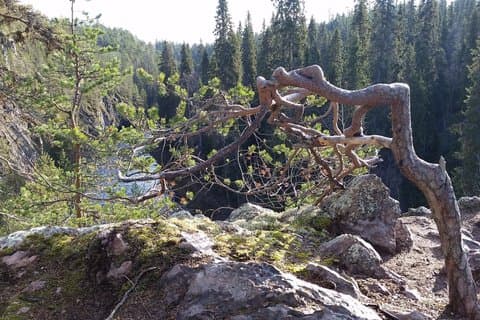 Hike in Northern Oulanka National Park - private tour