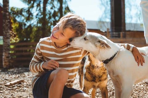 Husky Farm Visit in Rovaniemi