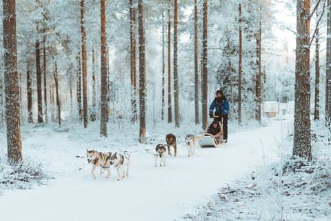 3km Early Winter Husky Sled Ride in Rovaniemi