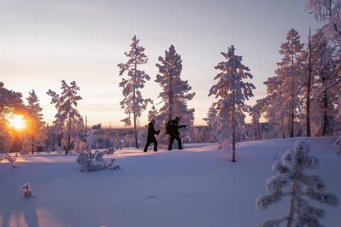 Snowshoeing Experience Explore the Silent Arctic Forest Rovaniem