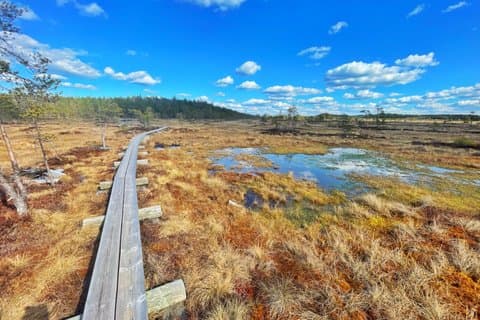 Full-Day Hike in Torronsuo’s Wild Bog from Helsinki