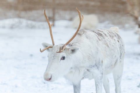 Rovaniemi Reindeer Farm Visit and Long Sleigh Ride