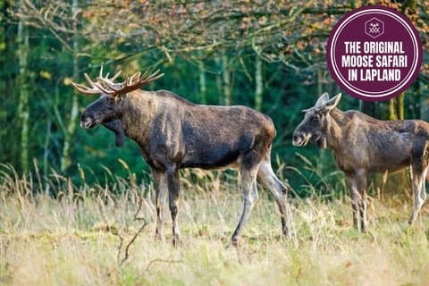 Moose Safari with Experienced Local Guide - Rovaniemi