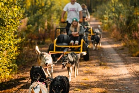 Husky on wheels