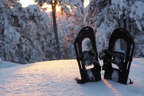 Secrets of Inari's Snowy Forest - Biologist-Led Snowshoe Walk