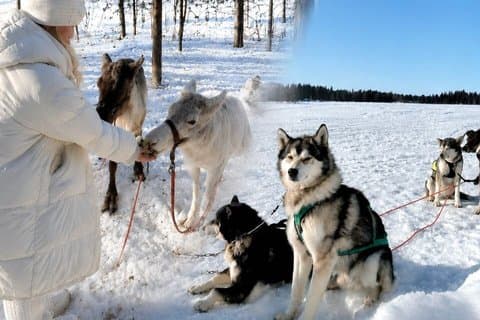 Ultimate Combo! Husky Safari & Reindeer Sleigh Ride