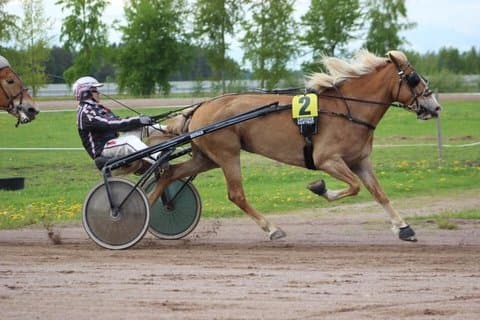 Experience Finnish countryside and harness horses by Vantaanjoki