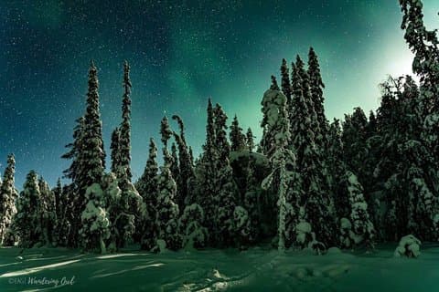 Aurora Walk on Snowshoes in the Finnish Wilderness