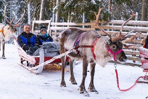 Reindeer Farm Visit with Reindeer Safari - Rovaniemi