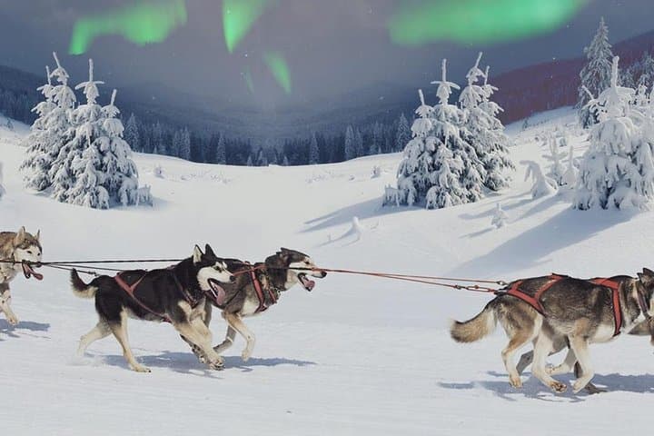 Husky team