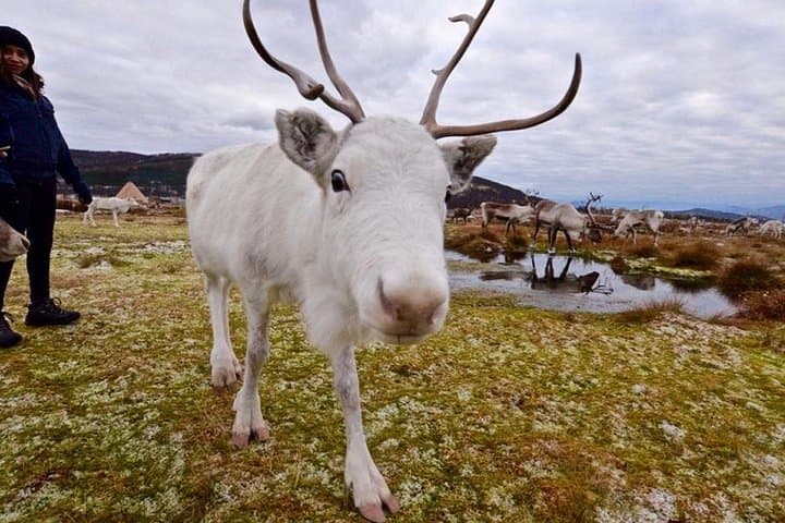 Cute Sami reindeer