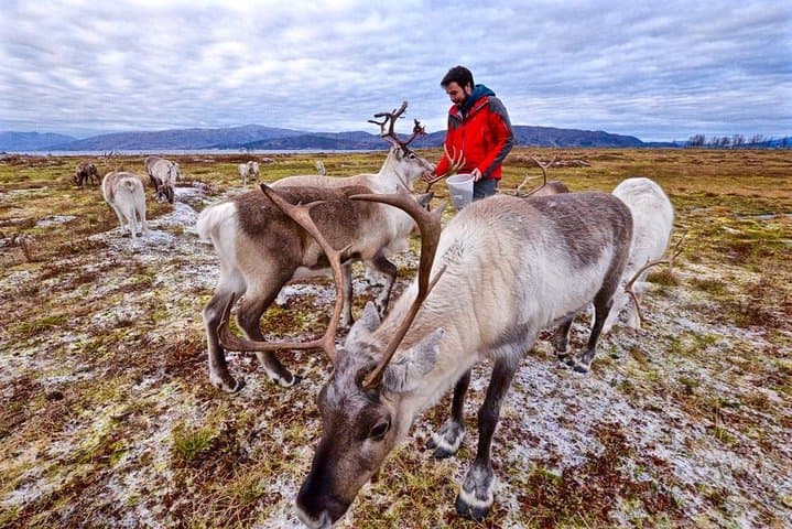 Visit a Lappish Reindeer Farm in the Summer