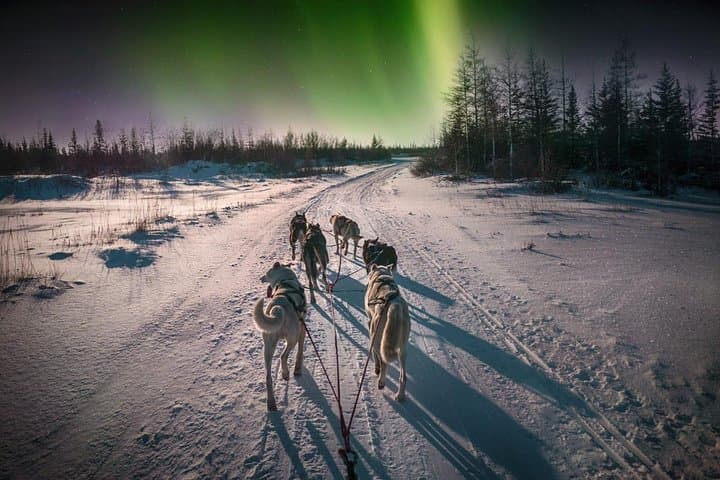 Hunting Northern Lights with Husky