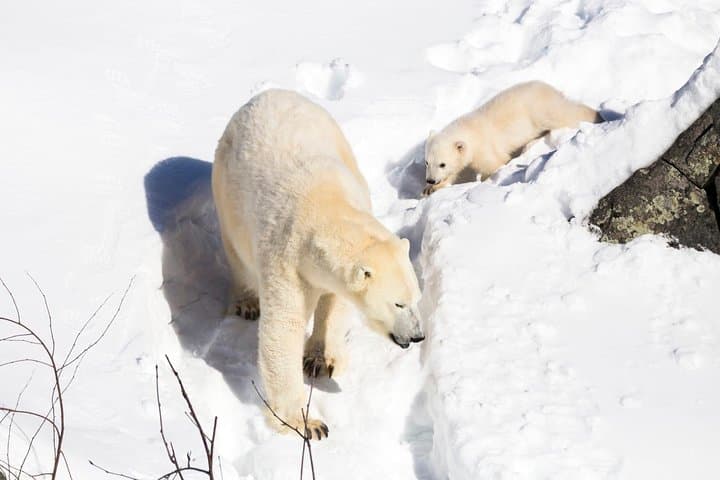 Private Ranua Zoo tour