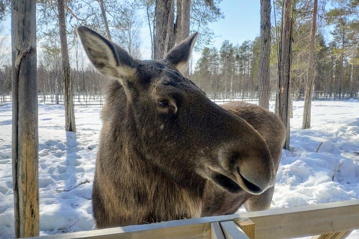 Moose