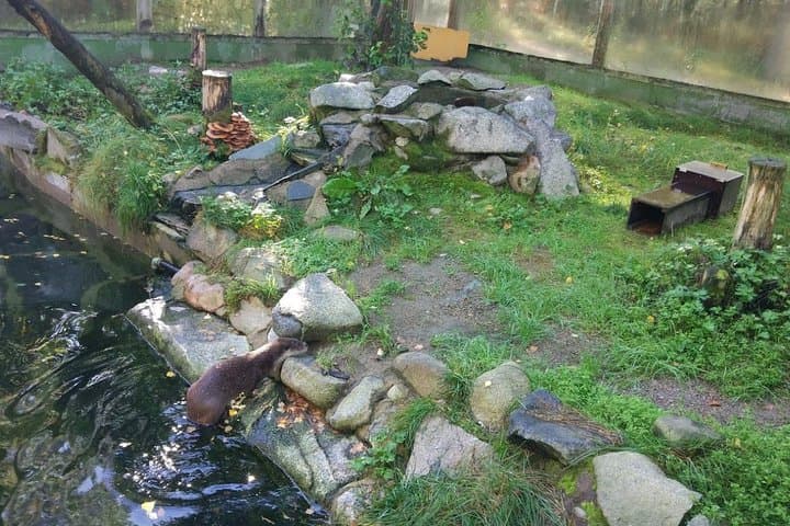 Otter