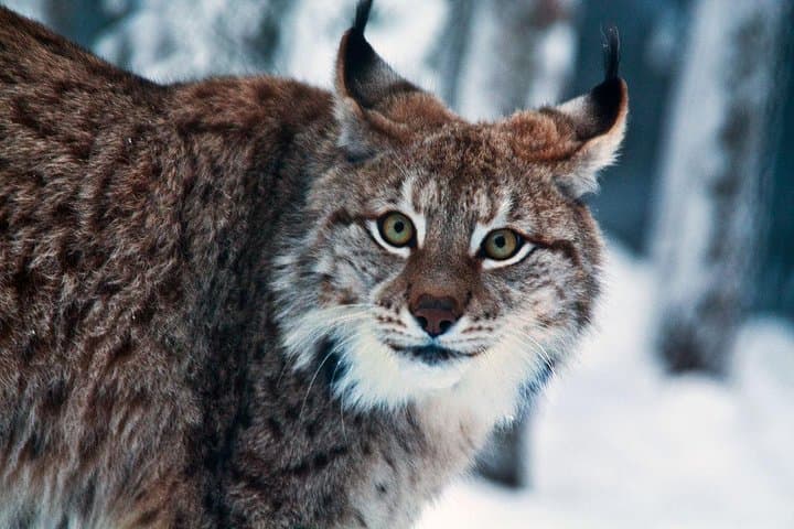 Private Guided Lapland Ranua Zoo tour from Rovaniemi