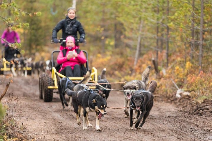 Rovaniemi: Born to Run 4km Self driven Husky Cart tour in Autumn