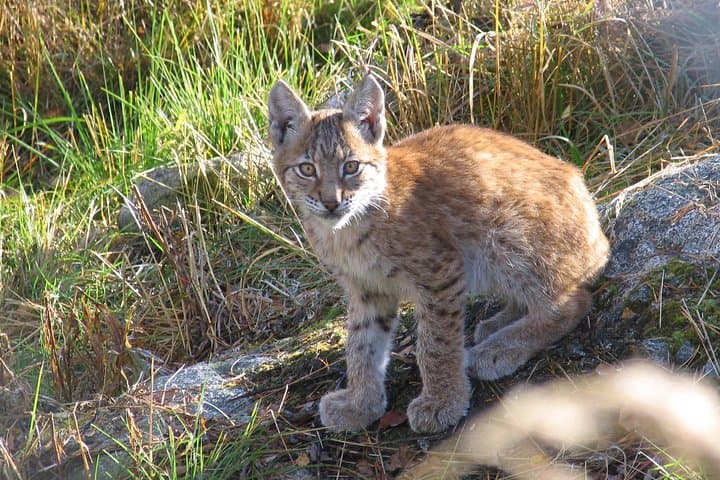 Private Guided Lapland Ranua Zoo tour from Rovaniemi
