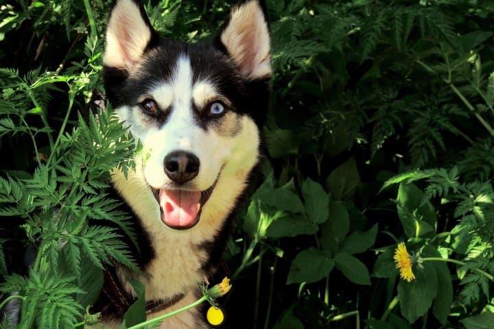A Husky Walk To Remember In Lapland