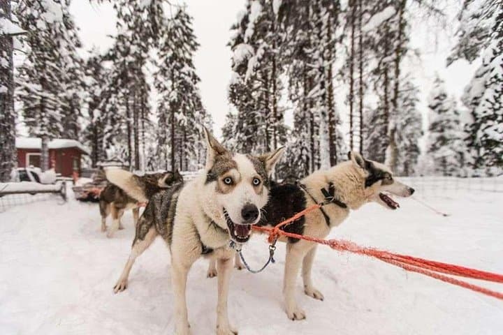 Husky Safari from Levi 2 KM or 5 KM with Husky Sledge Ride