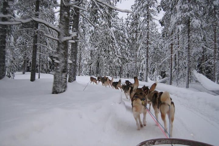Husky Safari from Levi 2 KM or 5 KM with Husky Sledge Ride