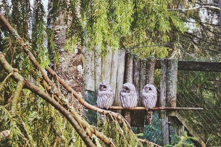 Tour to Ranua Zoo Wildlife Park Small Group Experience